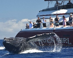 Sunset Whale Watch